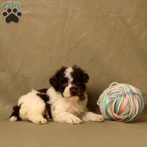 Hope, Toy Poodle Puppy